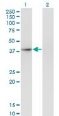 Monoclonal Anti-THOC3 antibody produced in mouse clone 3D4, purified immunoglobulin, buffered aqueous solution
