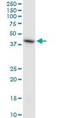 Monoclonal Anti-HS6ST1 antibody produced in mouse clone 1H4, ascites fluid, solution