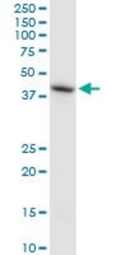 Monoclonal Anti-HS6ST1 antibody produced in mouse clone 1H4, ascites fluid, solution