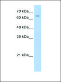 Anti-NR2C1 antibody produced in rabbit affinity isolated antibody