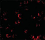 Anti-KIF5 Antibody from rabbit, purified by affinity chromatography