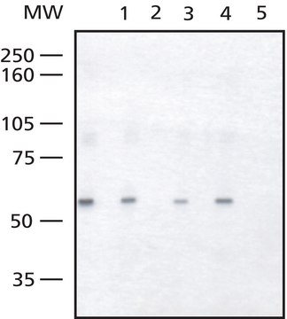 Anti-FOXC2 antibody produced in rabbit affinity isolated antibody, buffered aqueous solution