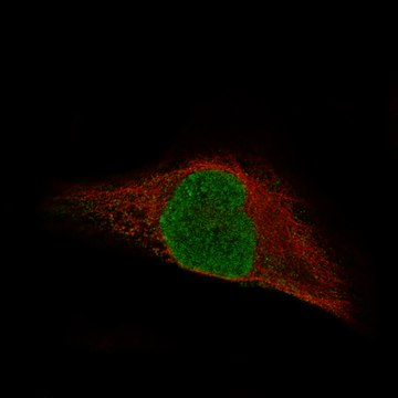 Monoclonal Anti-Msh3 Antibody Produced In Mouse Prestige Antibodies&#174; Powered by Atlas Antibodies, clone CL14059, affinity isolated antibody, buffered aqueous glycerol solution