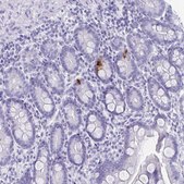 Anti-GIP antibody produced in rabbit Prestige Antibodies® Powered by Atlas Antibodies, affinity isolated antibody, buffered aqueous glycerol solution