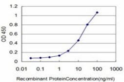 Monoclonal Anti-COASY, (C-terminal) antibody produced in mouse clone 2A12, purified immunoglobulin, buffered aqueous solution