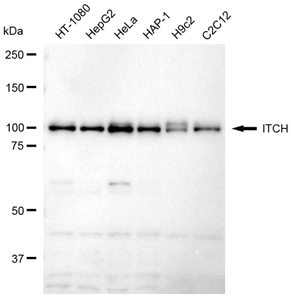 Anti ITCH Antibody, clone 23GB6255, Rabbit Monoclonal clone 23GB6255, recombinant rabbit monoclonal, expressed in HEK293 cells