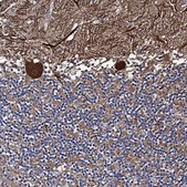 Anti-PTCD3 antibody produced in rabbit Prestige Antibodies® Powered by Atlas Antibodies, affinity isolated antibody, buffered aqueous glycerol solution