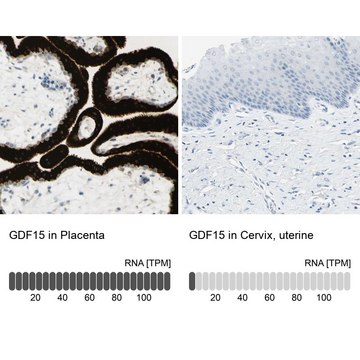 抗-GDF15 兔抗 Prestige Antibodies&#174; Powered by Atlas Antibodies, affinity isolated antibody, buffered aqueous glycerol solution