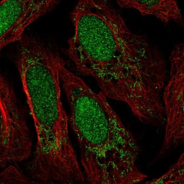 Anti-FASTKD3 antibody produced in rabbit Prestige Antibodies&#174; Powered by Atlas Antibodies, affinity isolated antibody