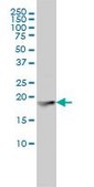 Monoclonal Anti-FTL antibody produced in mouse clone X1, purified immunoglobulin, buffered aqueous solution