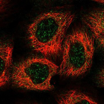 Anti-HEATR5B antibody produced in rabbit Prestige Antibodies&#174; Powered by Atlas Antibodies, affinity isolated antibody