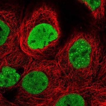 Anti-H2AFX antibody produced in rabbit Prestige Antibodies&#174; Powered by Atlas Antibodies, affinity isolated antibody