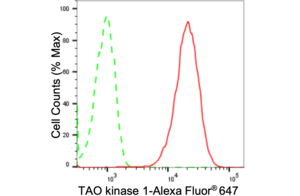 Anti TAO Kinase 1 Antibody, clone 24GB2320, Rabbit Monoclonal clone 24GB2320, recombinant rabbit monoclonal, expressed in HEK293 cells