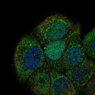 Anti-CDC6 antibody produced in rabbit Prestige Antibodies&#174; Powered by Atlas Antibodies, affinity isolated antibody