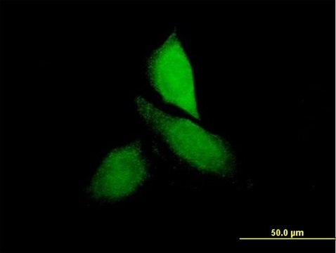 Anti-CNKSR3 antibody produced in mouse IgG fraction of antiserum, buffered aqueous solution