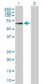 Anti-RIC3 antibody produced in mouse purified immunoglobulin, buffered aqueous solution