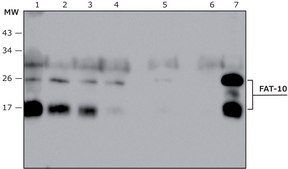 Anti-FAT10 (human specific) antibody produced in rabbit affinity isolated antibody, buffered aqueous solution