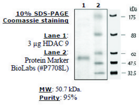 HDAC-9 human recombinant, expressed in baculovirus infected insect cells, &#8805;80% (SDS-PAGE)