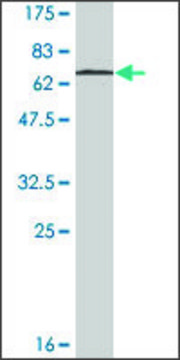 Monoclonal Anti-STAC3 antibody produced in mouse clone 1G8, ascites fluid