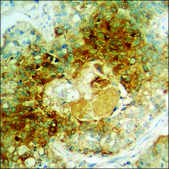 Anti-phospho-NMDAR1 (pSer890) antibody produced in rabbit affinity isolated antibody