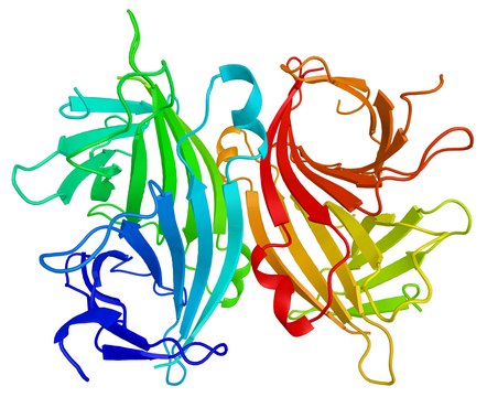 抗生物素蛋白 &#8722;琼脂糖类 来源于鸡蛋白 aqueous glycerol suspension