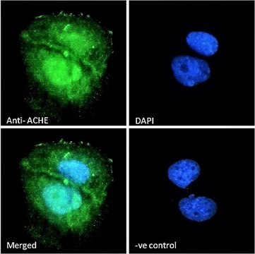 Anti-ACHE antibody produced in goat affinity isolated antibody, buffered aqueous solution