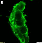 Anti-Lin28A Antibody, clone 1E3 ZooMAb® Rabbit Monoclonal recombinant, expressed in HEK 293 cells