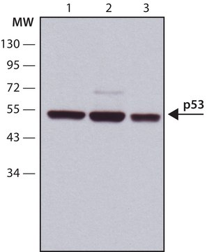 Anti- p53 抗体，小鼠单克隆 clone DO-1, purified from hybridoma cell culture