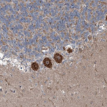 Anti-INTU antibody produced in rabbit Prestige Antibodies&#174; Powered by Atlas Antibodies, affinity isolated antibody, buffered aqueous glycerol solution