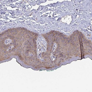 Anti-TUFT1 antibody produced in rabbit Prestige Antibodies&#174; Powered by Atlas Antibodies, affinity isolated antibody, buffered aqueous glycerol solution