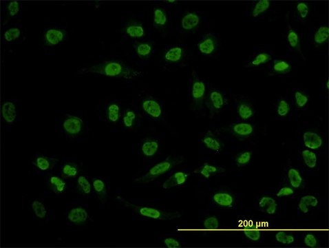 Monoclonal Anti-POU4F3 antibody produced in mouse clone 5B8, purified immunoglobulin, buffered aqueous solution