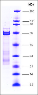 Sp1 (GC-box binding protein), GST tagged human recombinant, expressed in E. coli, &#8805;70% (SDS-PAGE)