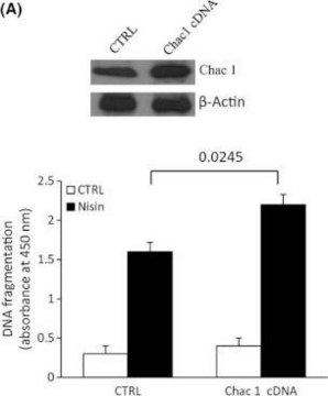 Anti-CHAC1 antibody produced in rabbit affinity isolated antibody