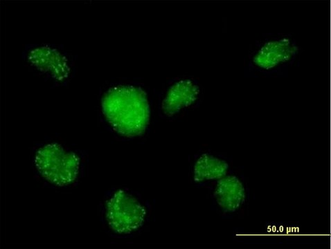 Anti-CALML3 antibody produced in mouse IgG fraction of antiserum, buffered aqueous solution