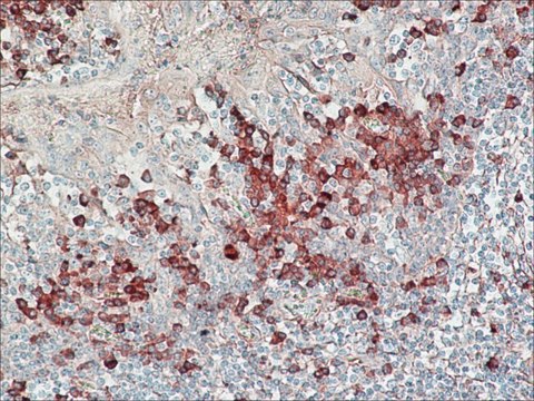 Anti-Human IgG (Fab specific)&#8722;Peroxidase antibody produced in goat affinity isolated antibody