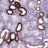 Anti-BSND Prestige Antibodies® Powered by Atlas Antibodies, affinity isolated antibody