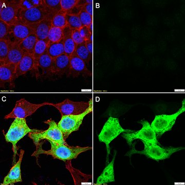 Anti-Luciferase Antibody, clone 1D20 ZooMAb&#174; Rabbit Monoclonal recombinant, expressed in HEK 293 cells