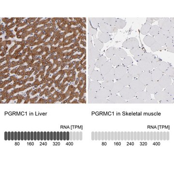 Anti-PGRMC1 antibody produced in rabbit Prestige Antibodies&#174; Powered by Atlas Antibodies, affinity isolated antibody, buffered aqueous glycerol solution