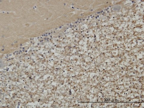 Monoclonal Anti-STXBP1 antibody produced in mouse clone 6D1, purified immunoglobulin, buffered aqueous solution