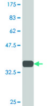 Monoclonal Anti-TSPAN2 antibody produced in mouse clone 4A3, purified immunoglobulin, buffered aqueous solution