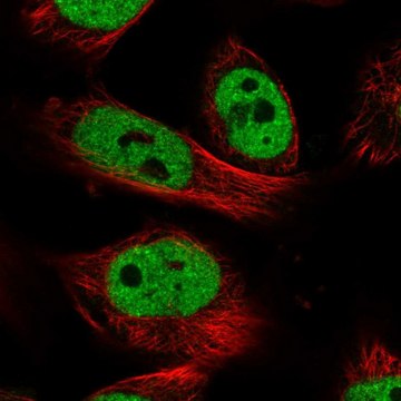 Anti-NR1I2 antibody produced in rabbit Prestige Antibodies&#174; Powered by Atlas Antibodies, affinity isolated antibody