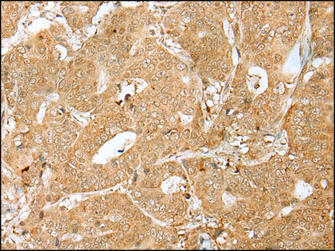 Anti-PEG3 affinity isolated antibody