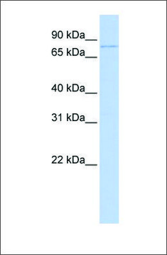 Anti-ZBTB39 antibody produced in rabbit affinity isolated antibody