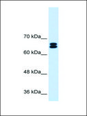 Anti-SLC9A9 antibody produced in rabbit affinity isolated antibody