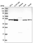 Anti-HGH1 antibody produced in rabbit Prestige Antibodies® Powered by Atlas Antibodies, affinity isolated antibody, buffered aqueous glycerol solution