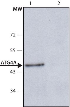 Anti-ATG4A antibody produced in rabbit ~1.0&#160;mg/mL, affinity isolated antibody, buffered aqueous solution