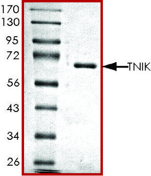 TNIK, active, GST tagged human PRECISIO&#174;, recombinant, expressed in baculovirus infected Sf9 cells, &#8805;70% (SDS-PAGE), buffered aqueous glycerol solution