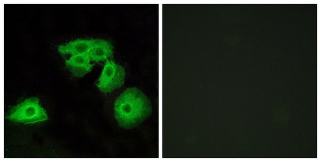 Anti-ADORA3 antibody produced in rabbit affinity isolated antibody