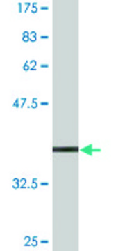 Monoclonal Anti-ZNFN1A4 antibody produced in mouse clone 4E6, ascites fluid