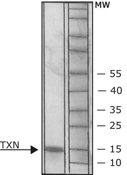 Thioredoxin human &#8805;90% (SDS-PAGE), recombinant, expressed in E. coli (N-terminal histidine tagged), essentially salt-free, lyophilized powder, &#8805;5&#160;U/mg